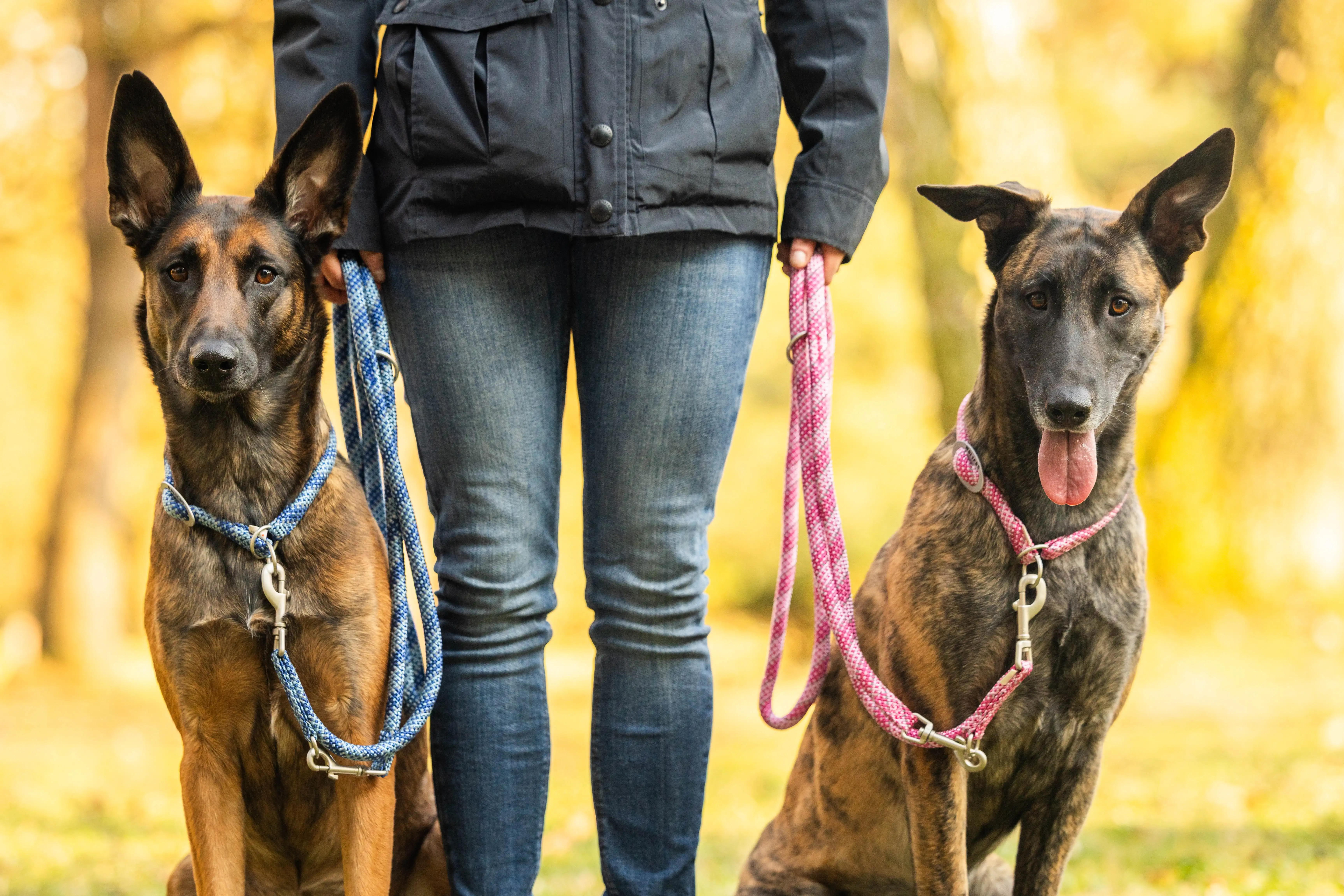 Everest-Tauprogramm Führleine